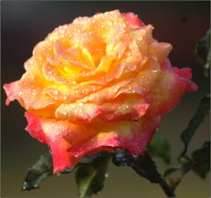 Dew drops on a rose depicting prayers of many for a soul (rose).