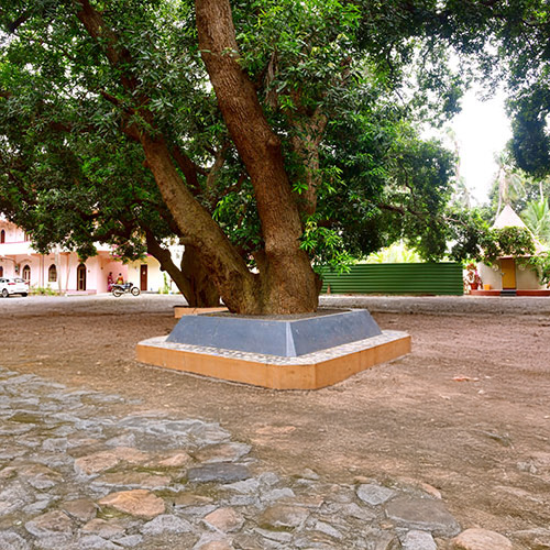 YSS Rajahmundry Retreat Facility – Meditation Spot under a Giant Mango Tree