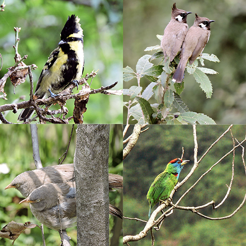 Shimla Retreat Flora and Fauna 1