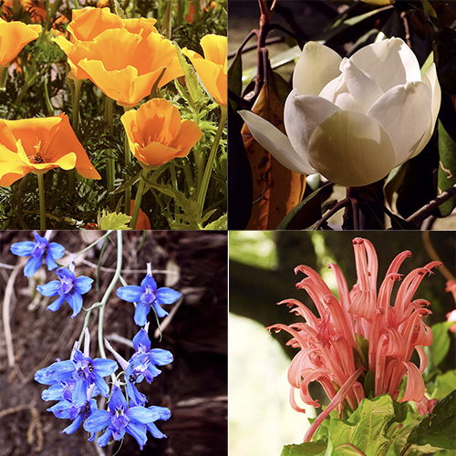 Shimla Retreat Flora and Fauna 3